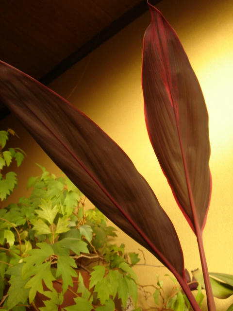 DSC06285.JPG