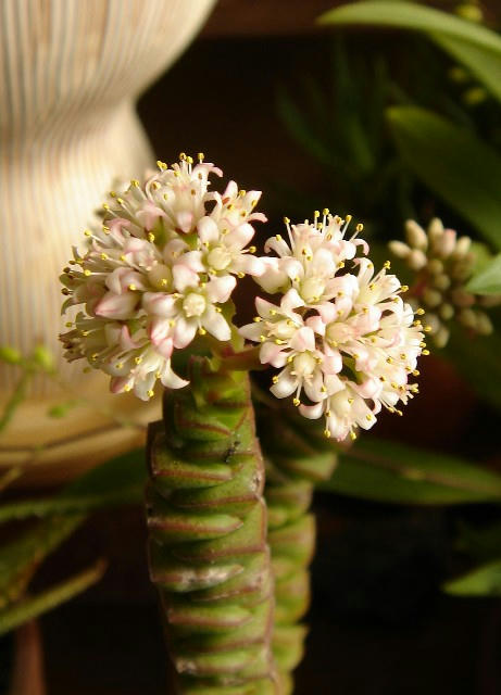 DSC06411a.jpg