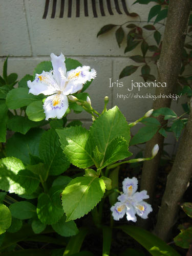 DSC08105.jpg