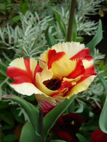 DSC08136.jpg