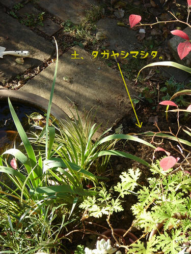 DSC09973aaa.jpg