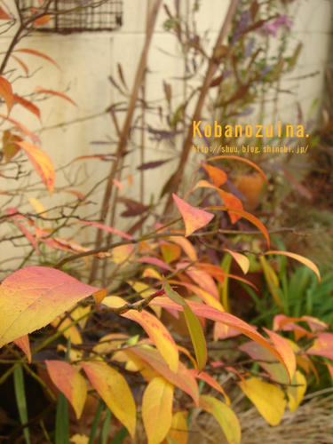 DSC00045a.jpg