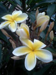 image0016.jpg