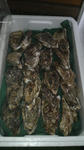 2009061316130001.jpg