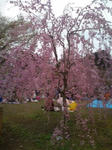 20110504124142.jpg