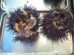 20110807101000.jpg