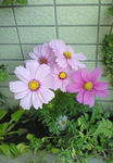 NEC_0006.JPG