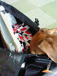 NEC_0656.JPG