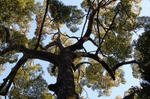 DSC_0078m.jpg