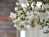 flower0019.jpg