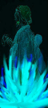 うっははうはは