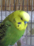 midori.png