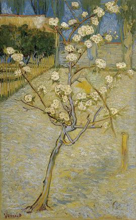 Small_pear_tree_in_blossom_188.jpg