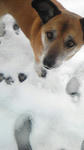 うちの犬