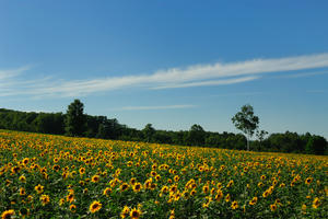 sunflower4.jpg