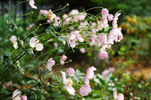 garden2.jpg