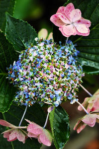 garden3.jpg