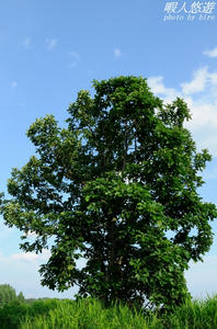 tree.jpg
