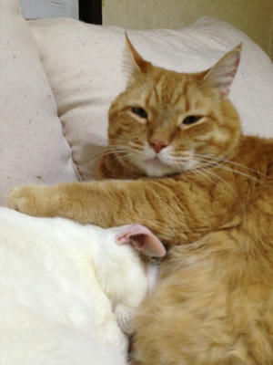 201306112.JPG