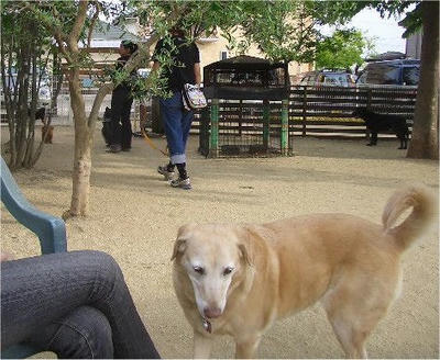 hodaka-dogrun.jpg