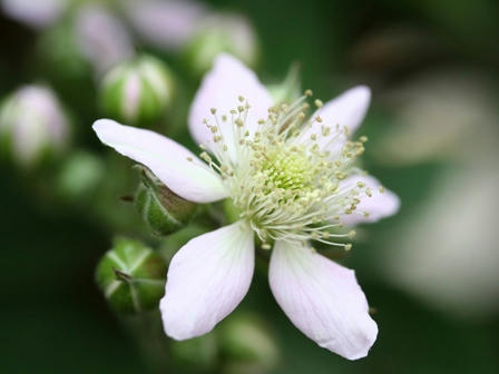 ブラックベリーの花