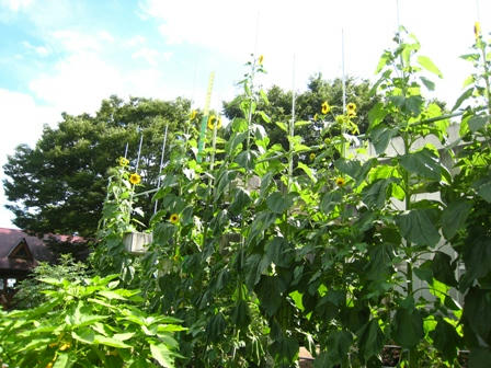 植物公園　巨大ヒマワリ