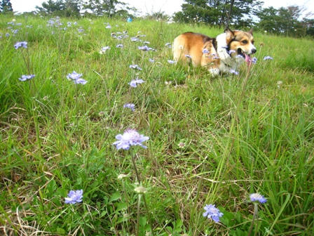 さすけとマツムシソウ