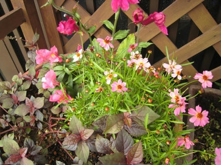 秋色　寄せ植え