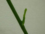 ミニ胡蝶蘭の新芽？