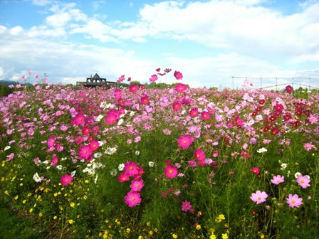 花の広場