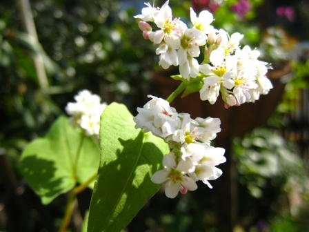 蕎麦の花?