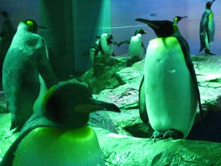 オウサマペンギン