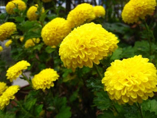 ポンポン咲き菊　ティエラシリーズ