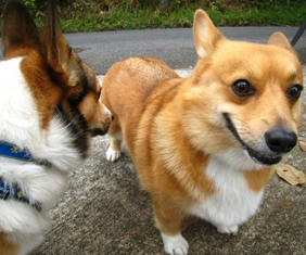 キャンディちゃんとさすけ
