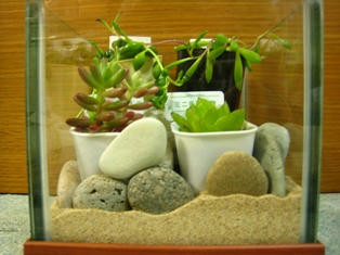 多肉植物