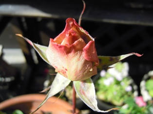 お花　ひらいてください～～～