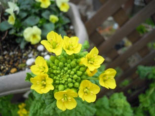 寒咲き菜の花
