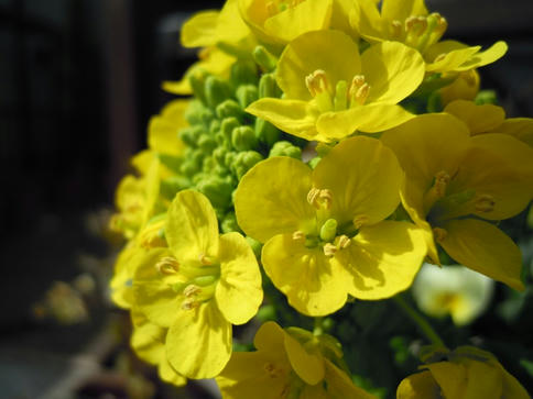 寒咲き菜の花
