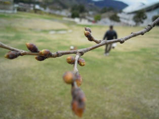 桜ソメイヨシノの蕾