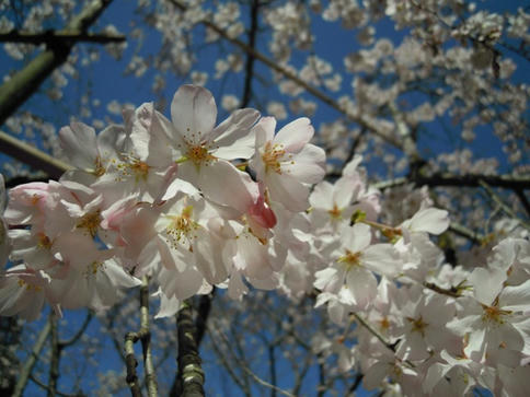 国分寺　枝垂れ桜