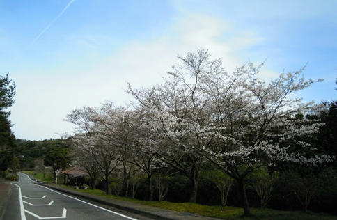 桜　空には飛行機雲