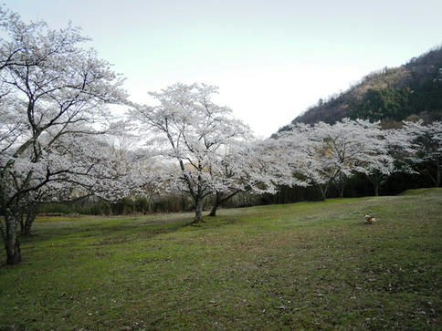 咲いたよ～　運動公園の桜　