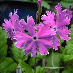 日本さくら草　隅田の花火