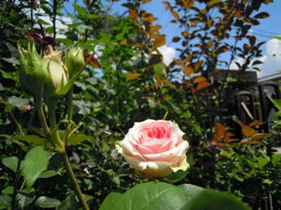 挿し木　薔薇