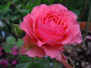 挿し木　薔薇