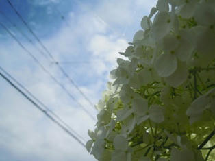 アナベルから空