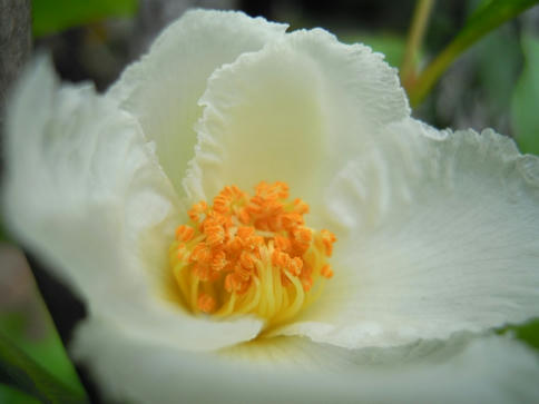 夏椿