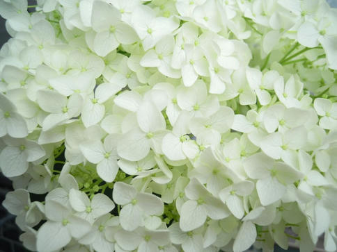 紫陽花アナベル