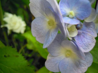 紫陽花