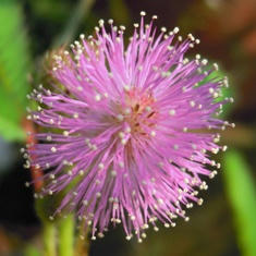 この花、なあに？